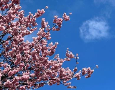 Cherry blossom tree against a clear blue sky.