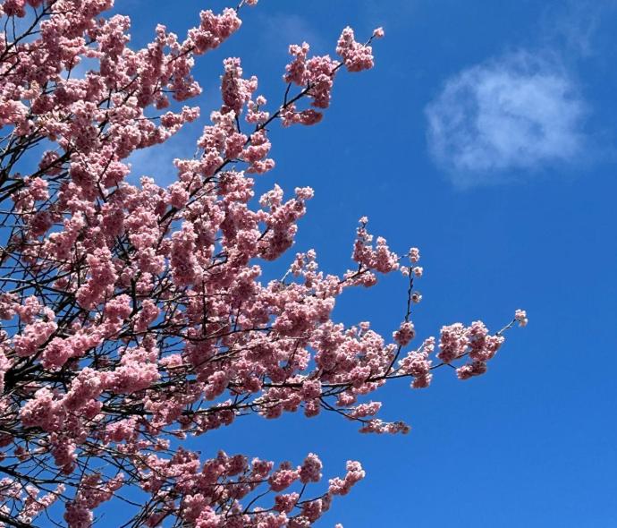Cherry blossom tree against a clear blue sky.