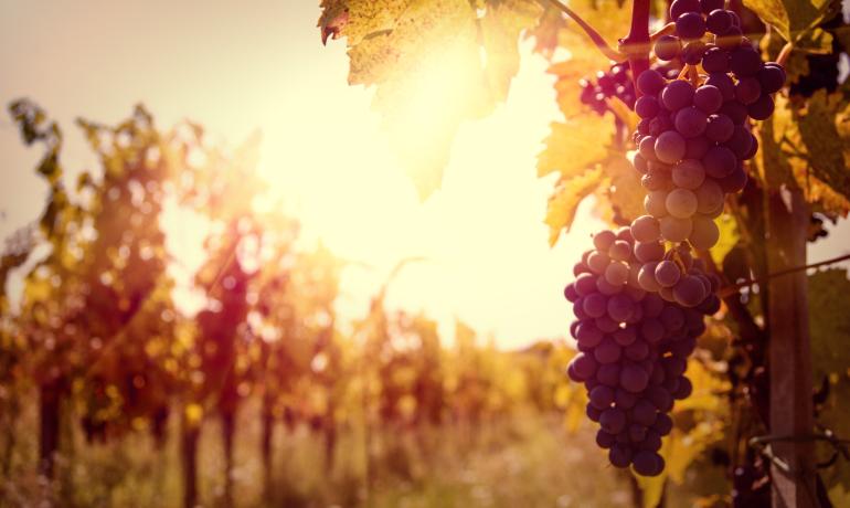 i-suite en hotel-package-rimini-with-ebike-tour-wine-tasting 019