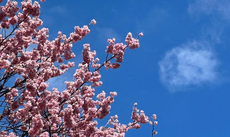 Cherry blossom tree against a clear blue sky.